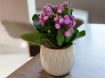 3D Printed Flower Pot